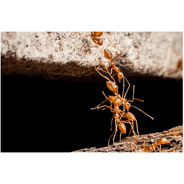evergreen-ants