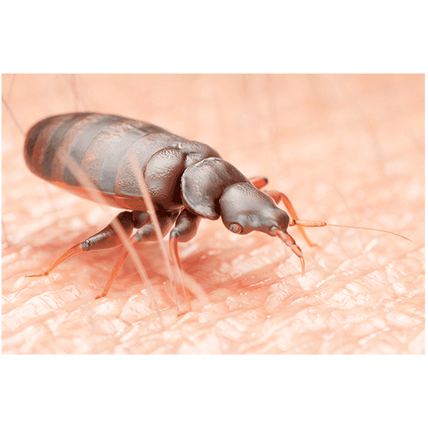 evergreen-bedbugs