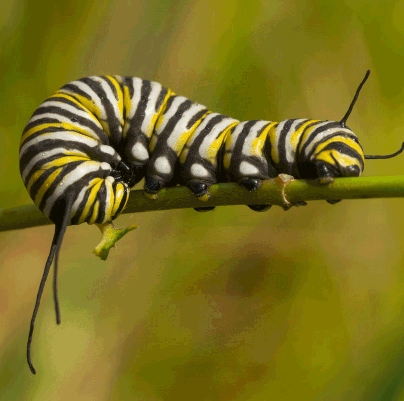 evergreen-caterpillar