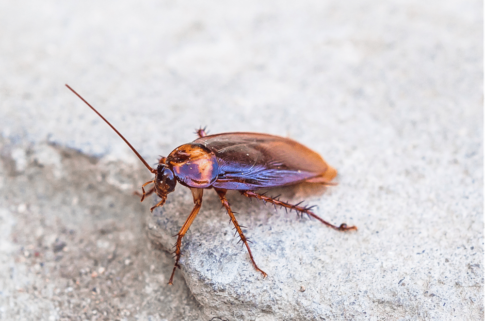 evergreen-cockroaches