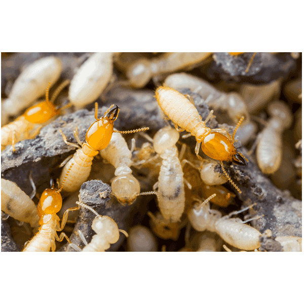 evergreen-termites